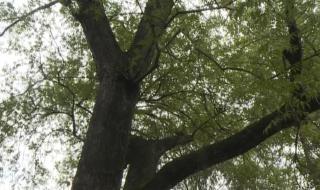 杨树病虫害防治 杨树病虫害防治