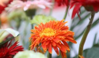 广场舞花篮的花儿香