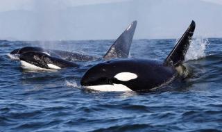 蓝鲸被75只虎鲸吃掉