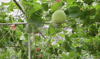 有机农产品 有机农产品