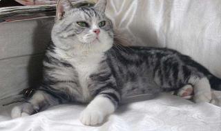 甜甜私房猫主题曲